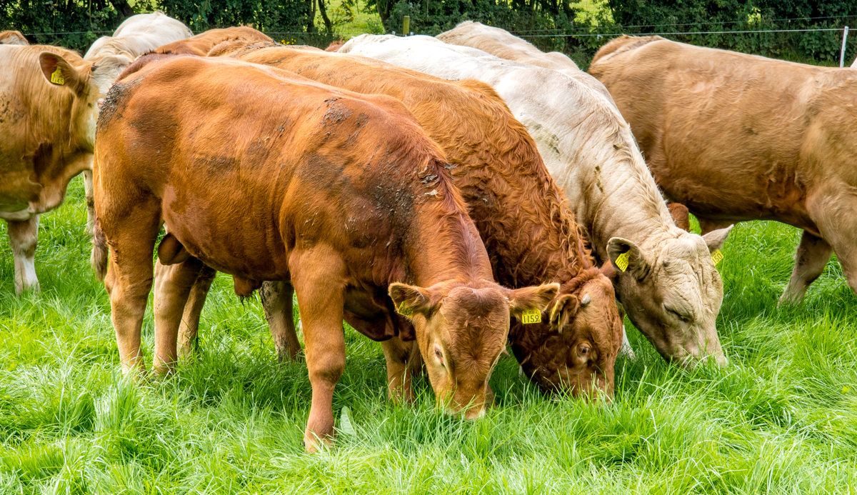 ICMSA slams 'scaremongering rubbish' over post-Xmas beef price