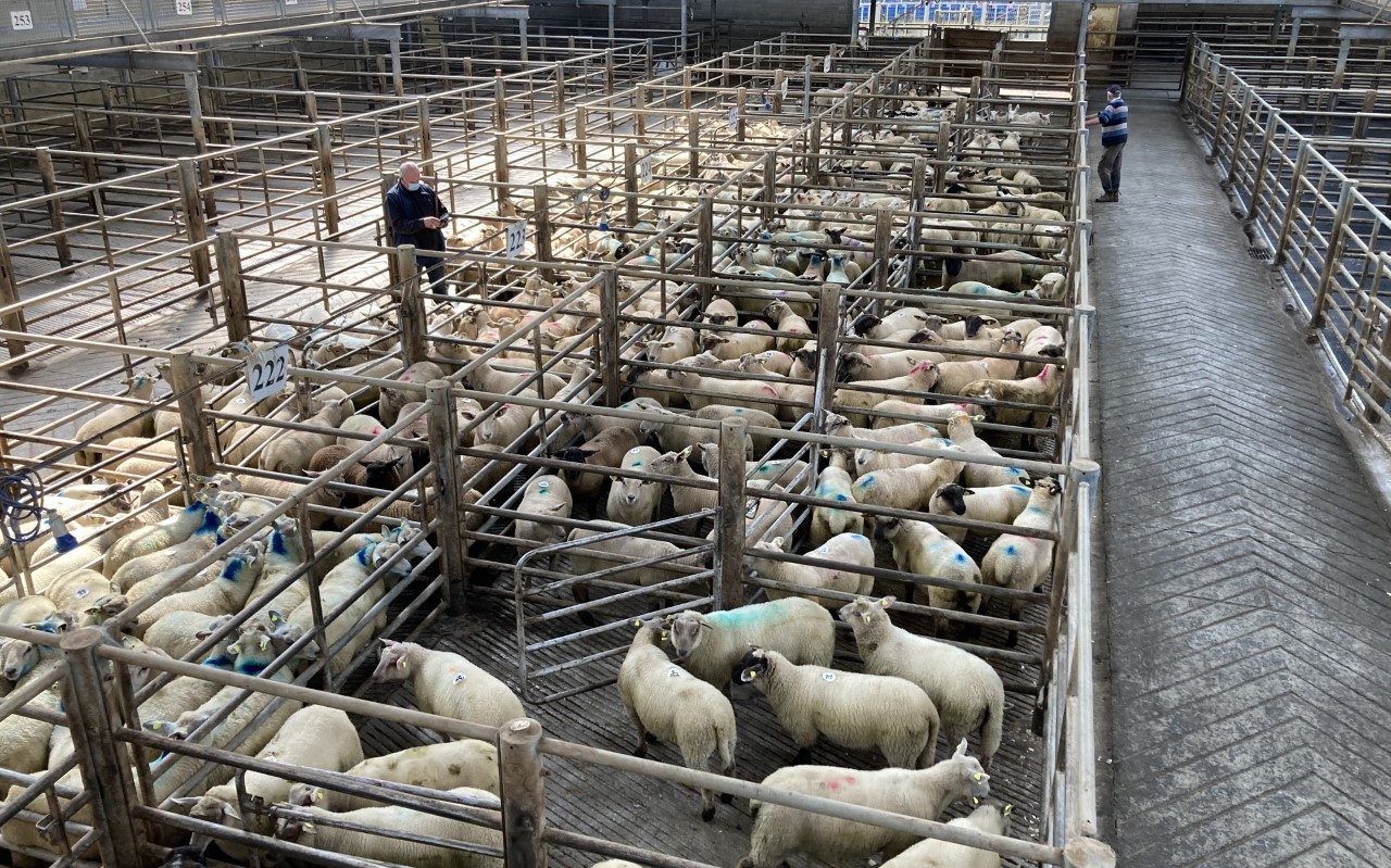 Mart report: Kilkenny 'ran out of sheep' at weekly sale