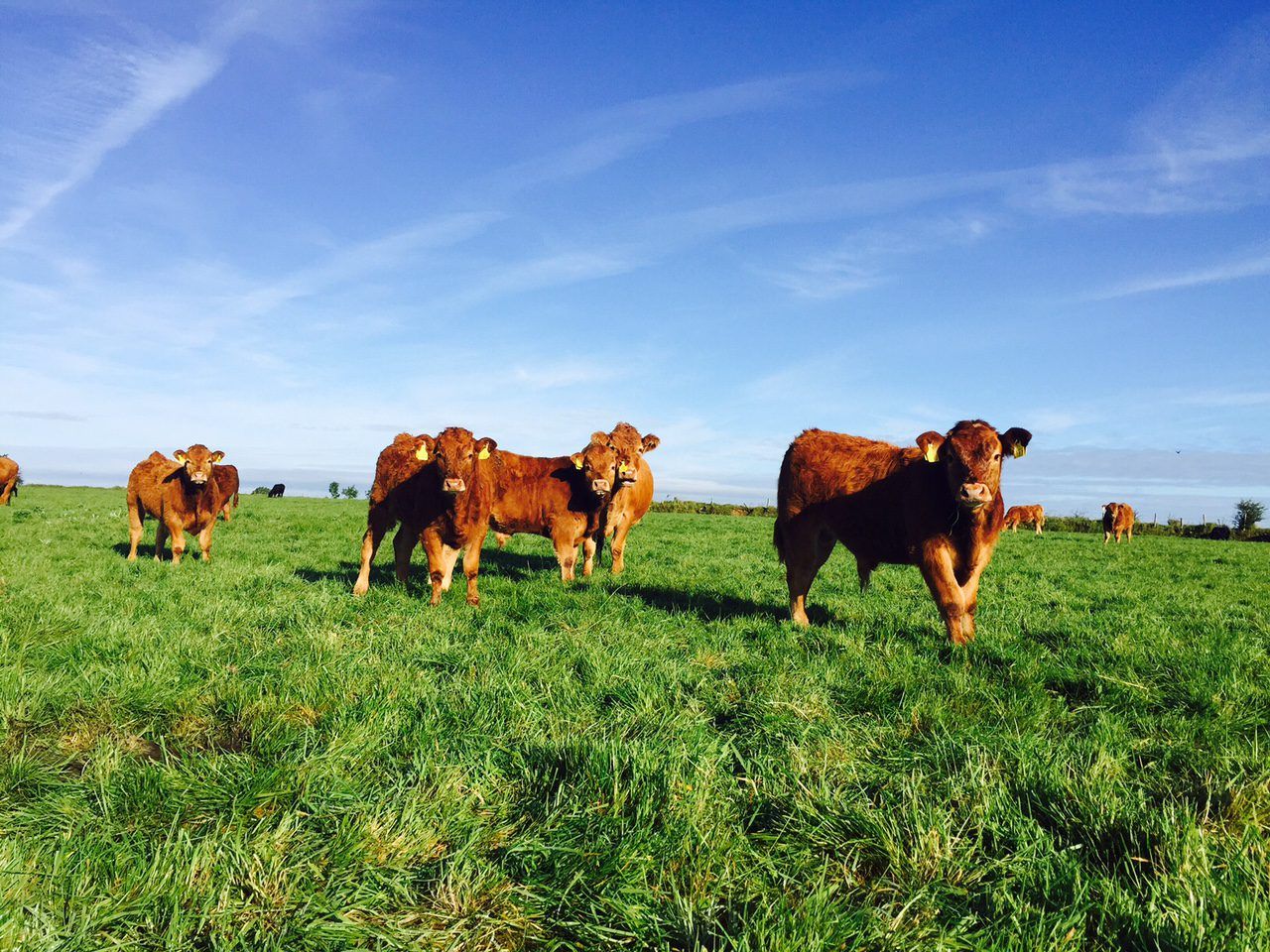 Calf registration figures approach 2 million mark