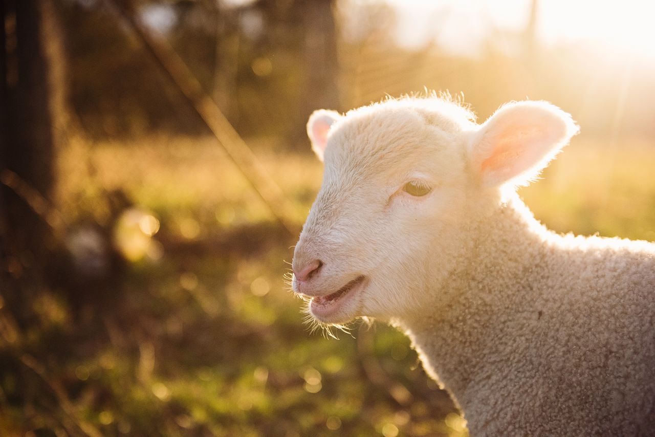 AFBI issues Nematodirus warning for Northern Ireland