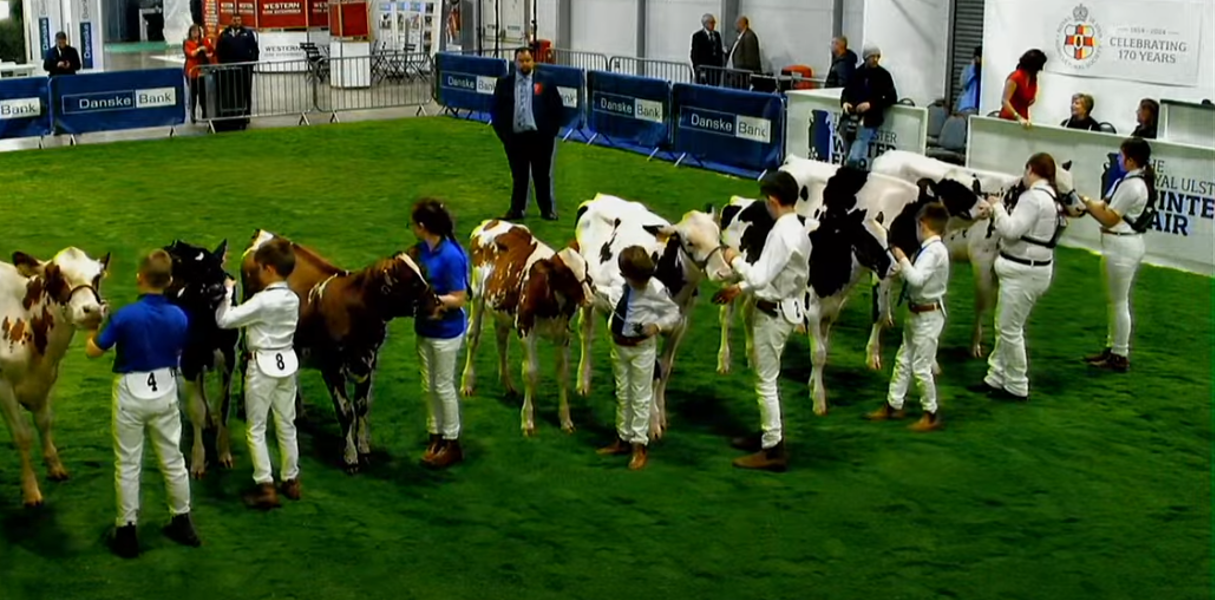 Elite breeders out in force at the 38th Royal Ulster Winter Fair