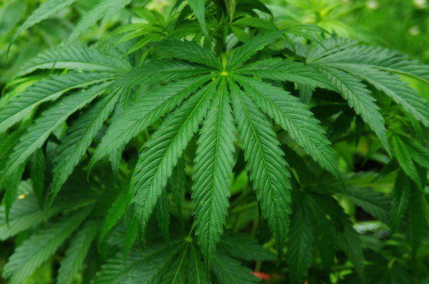 Keogh's Crisps confirms connection to cannabis grower
