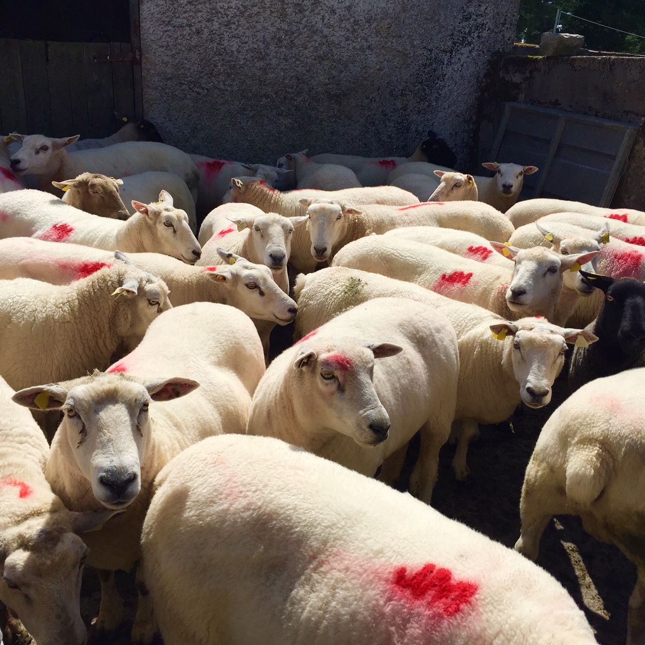 Sheep advice: Disease control prior to breeding