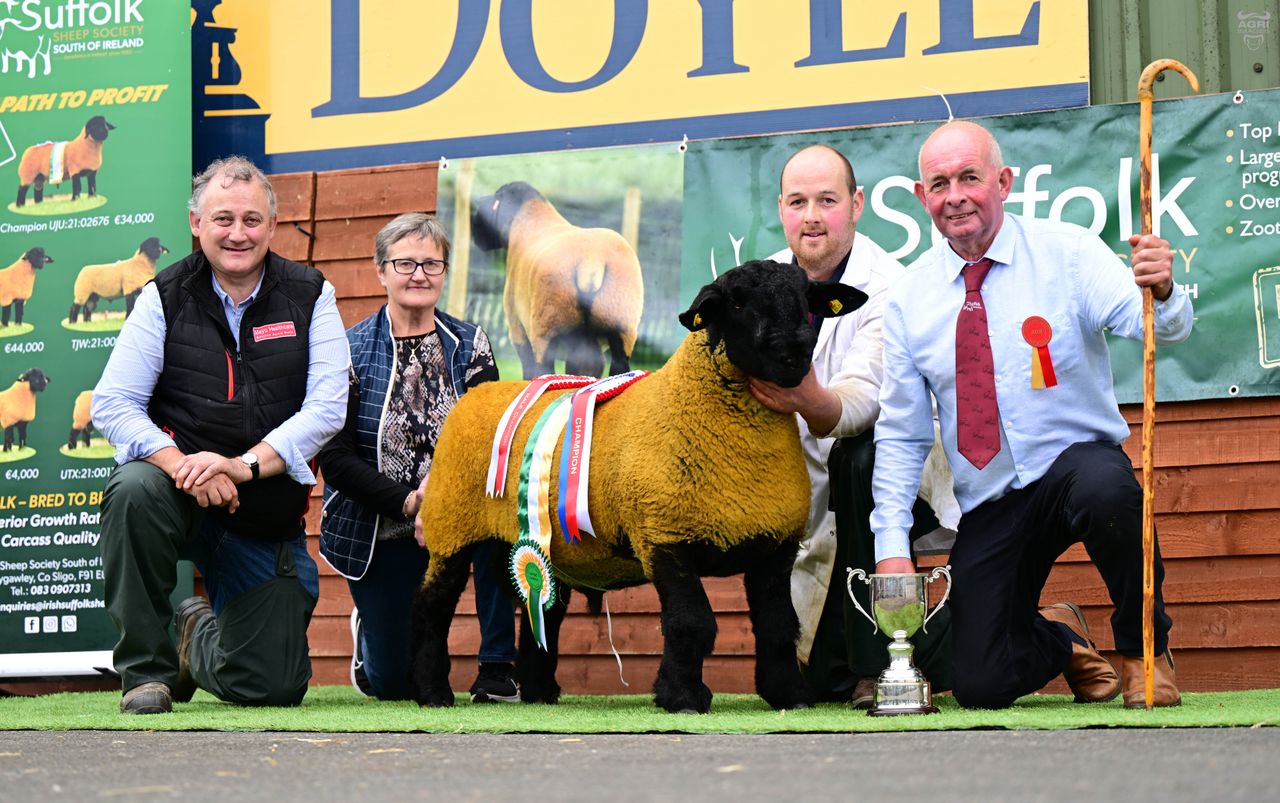 Scottish flock buys Cork-bred Suffolk ram lamb for €20,000
