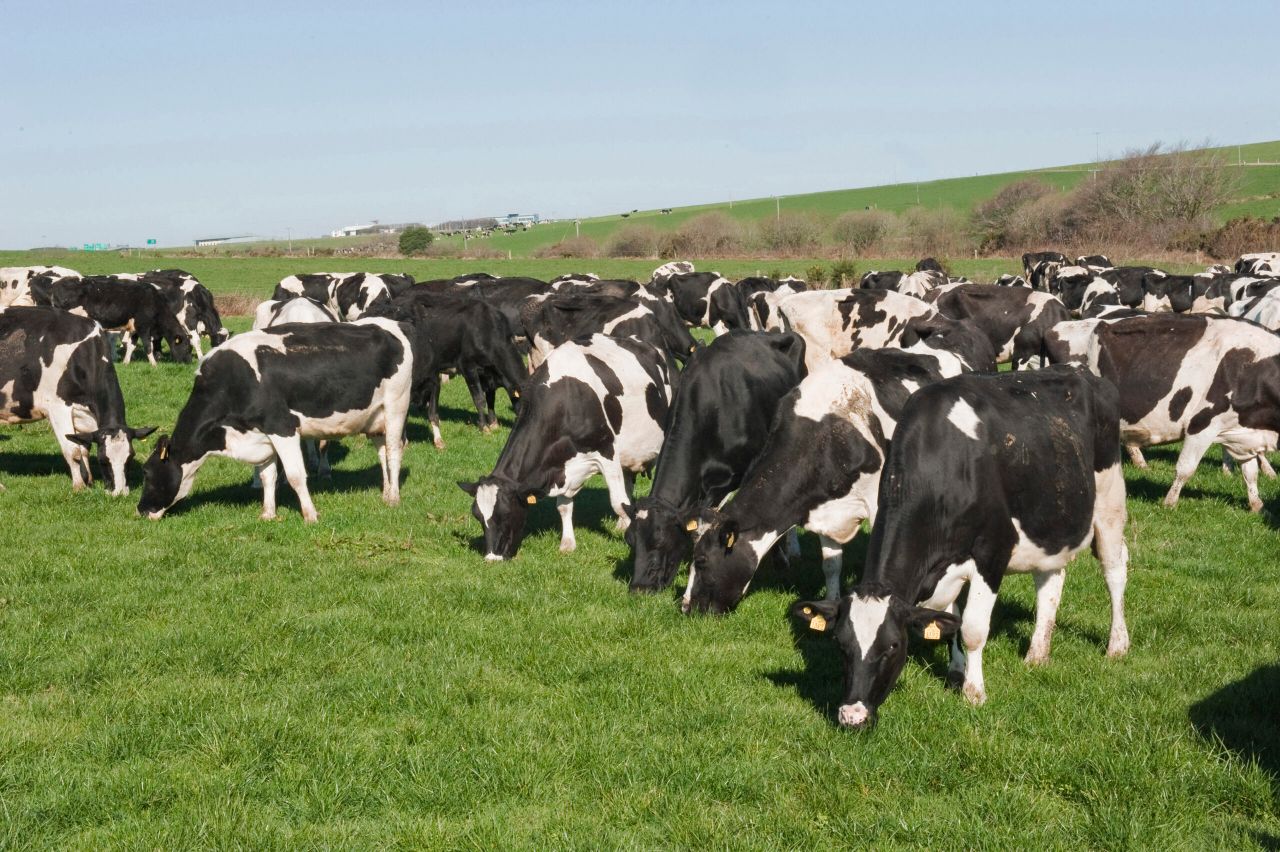 Milk price recovery unlikely until late 2015 at best - Rabobank