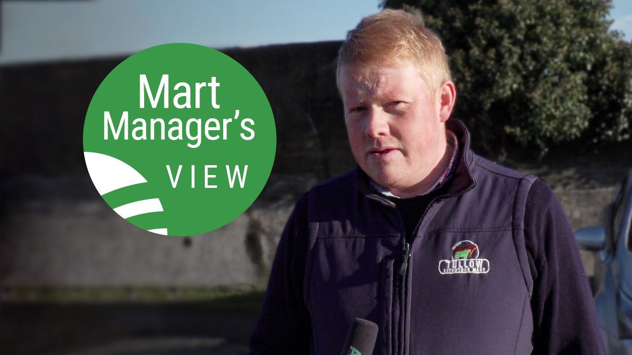 'Lambs to €170 and cull ewes to €224' at Tullow Mart