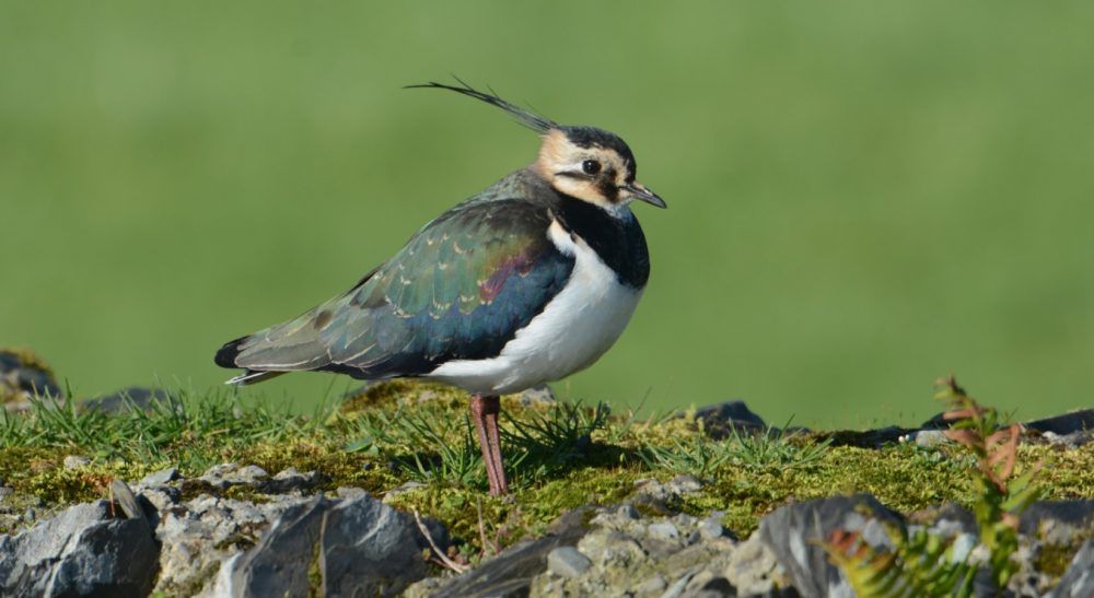 Farmland among habitats targeted by Birdwatch Ireland restoration plan