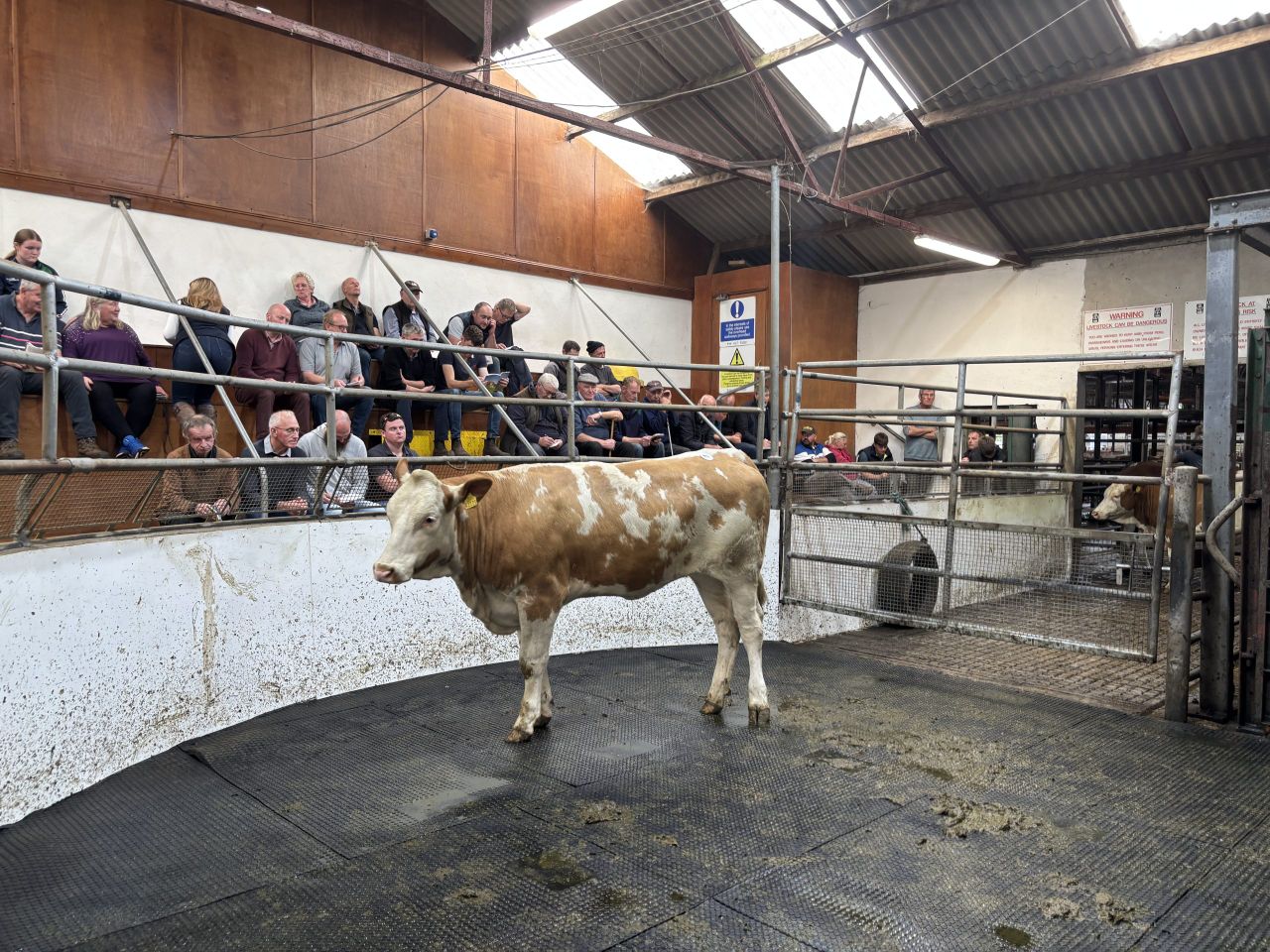 Bannow Lena bred by Sam Pierce of Co. Wexford sold for €3,700.