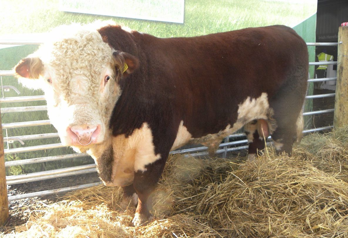 Buying a stock bull for your dairy herd this year