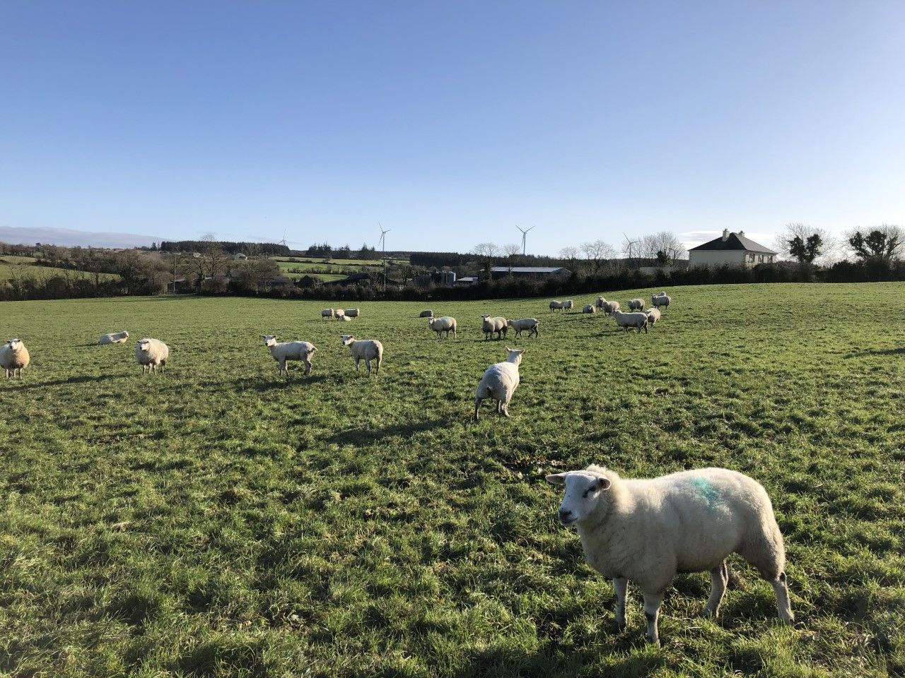 Don't undo hard work by regrazing closed paddocks