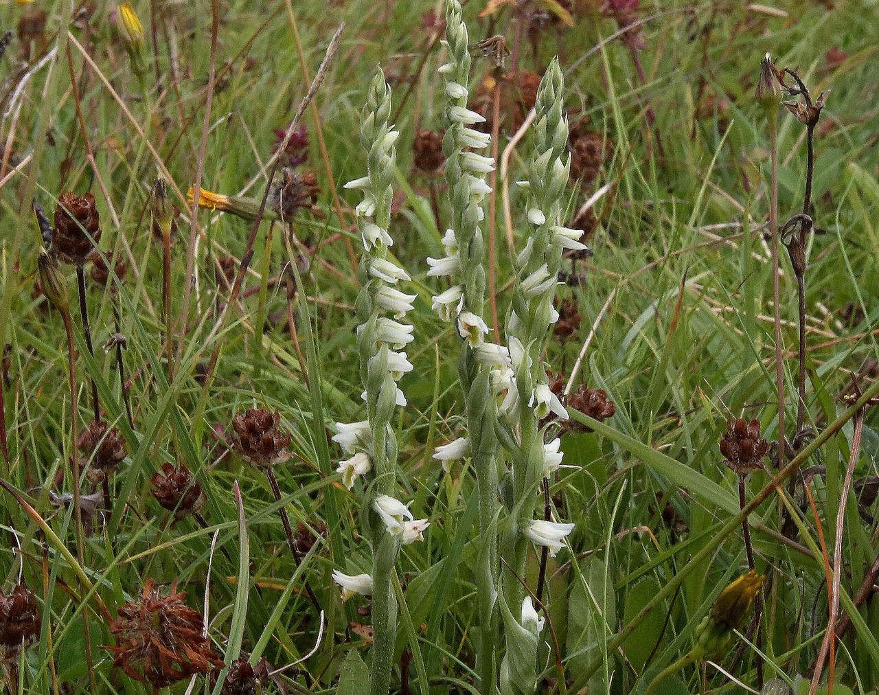 'Near threatened' orchid discovered in Galway after 80 years