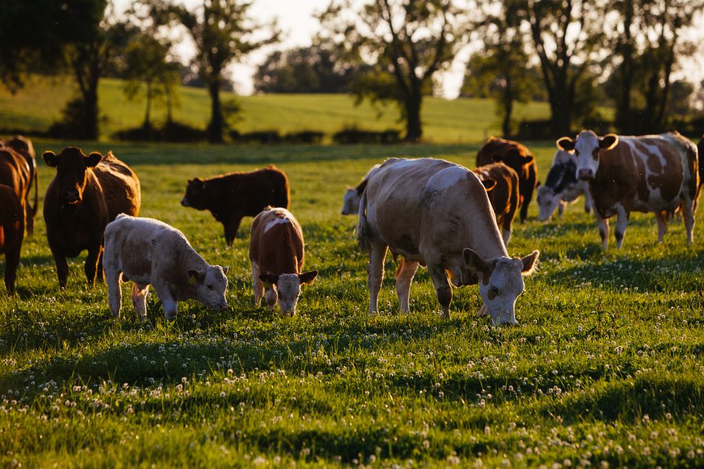 Learning Hub Series: New animal welfare modules