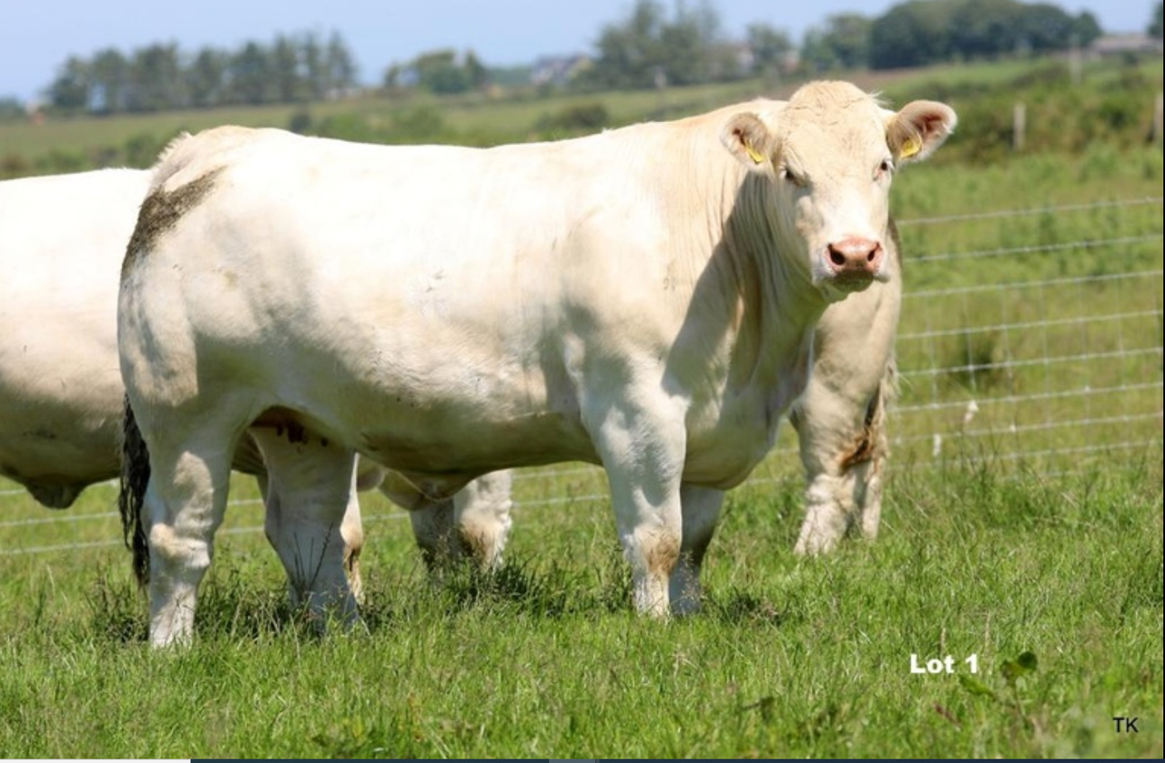 Sligo Summer Belles sale sees top price of €3,600