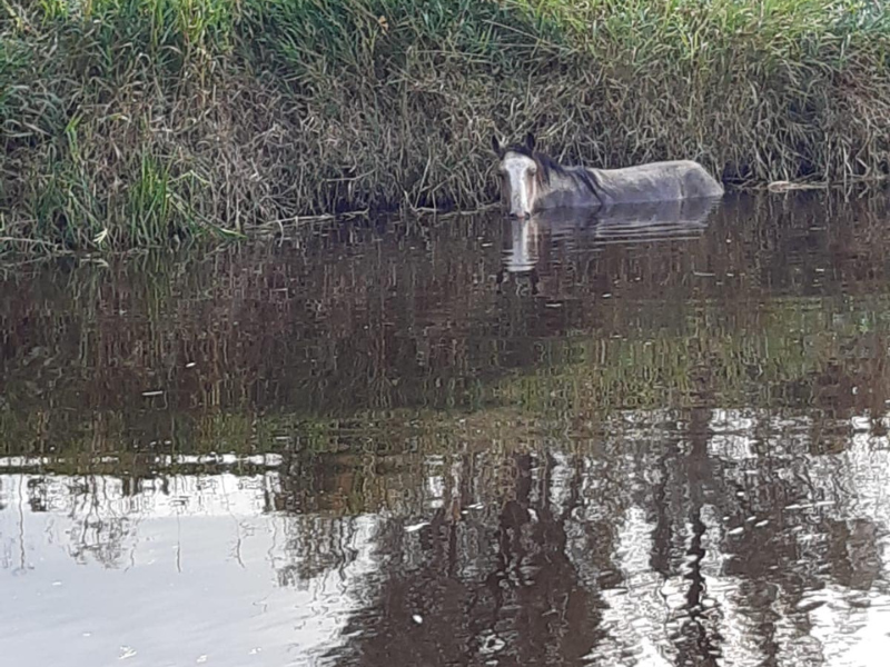 ISPCA rescue horse stranded in Offaly river for over 24 hours