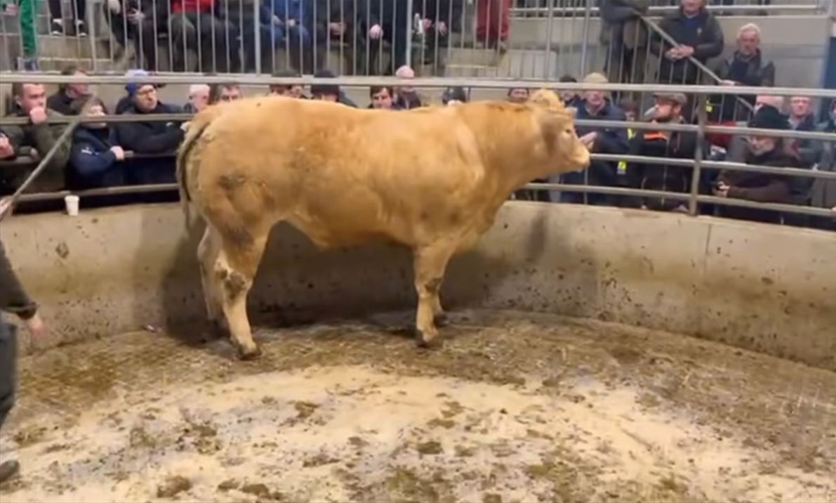 Bullocks make up to €4,850 at Carnew Mart's fatstock sale