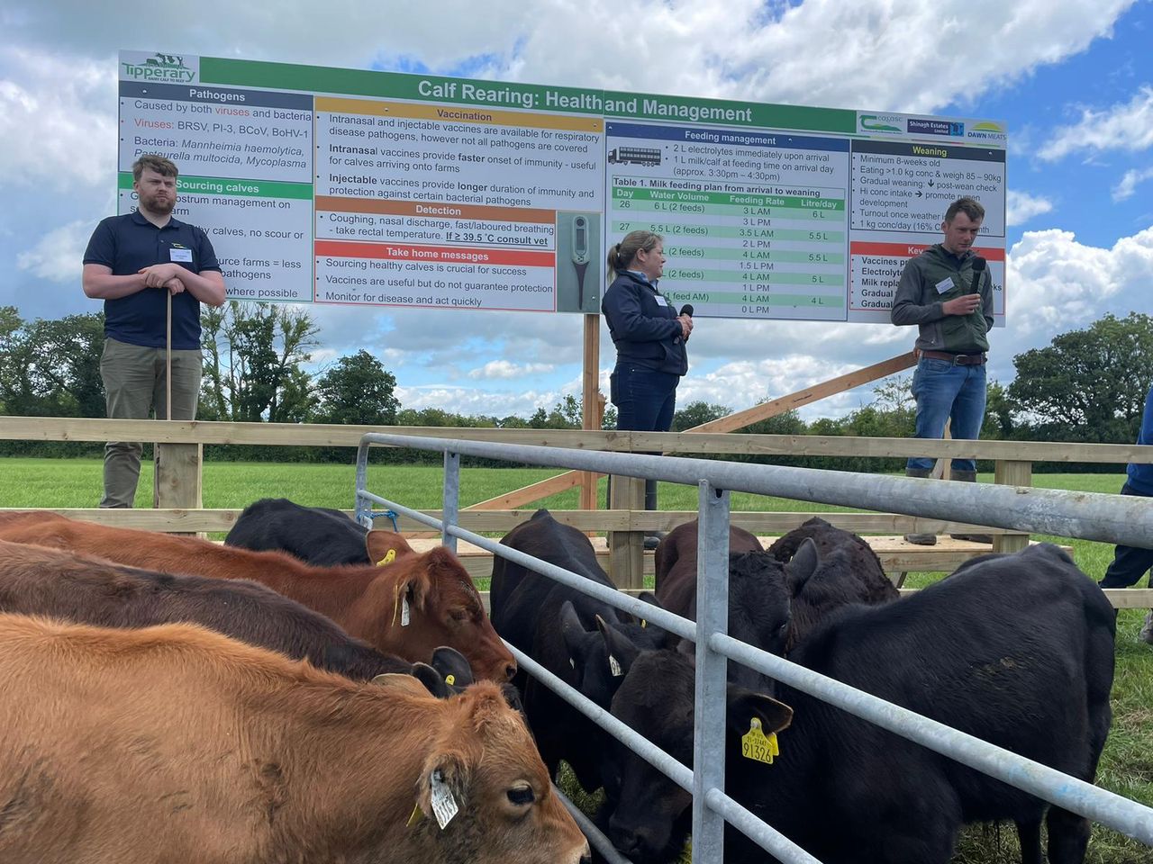 Genetics and calf rearing focus of Tipperary calf-to-beef demo