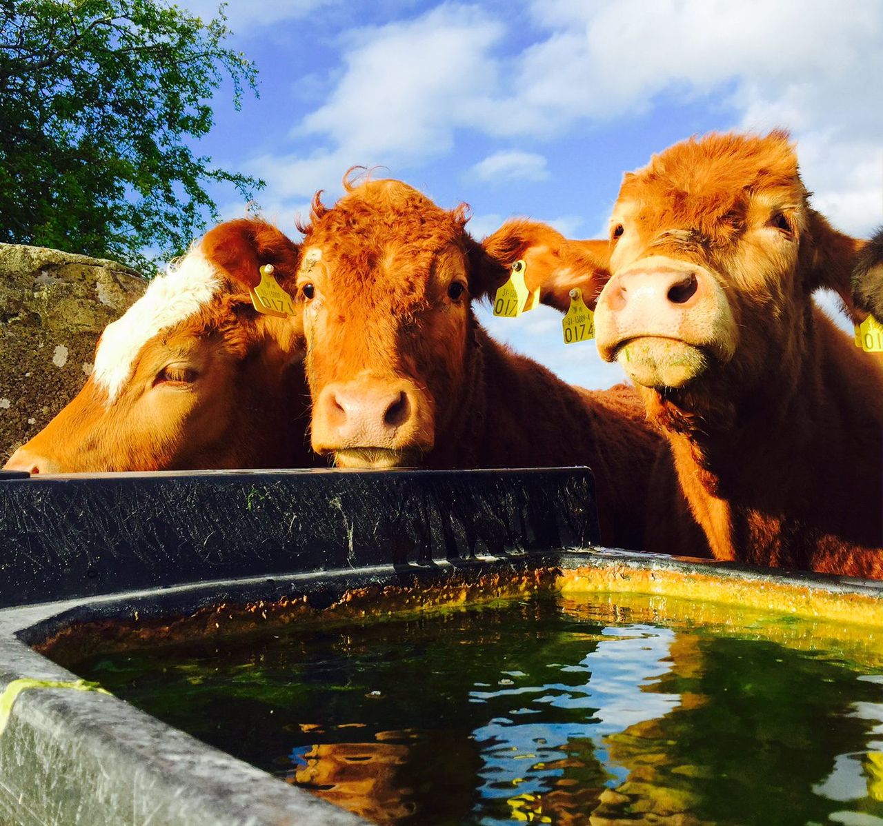Benefits of feeding seaweed to cattle 'must be seriously looked at'