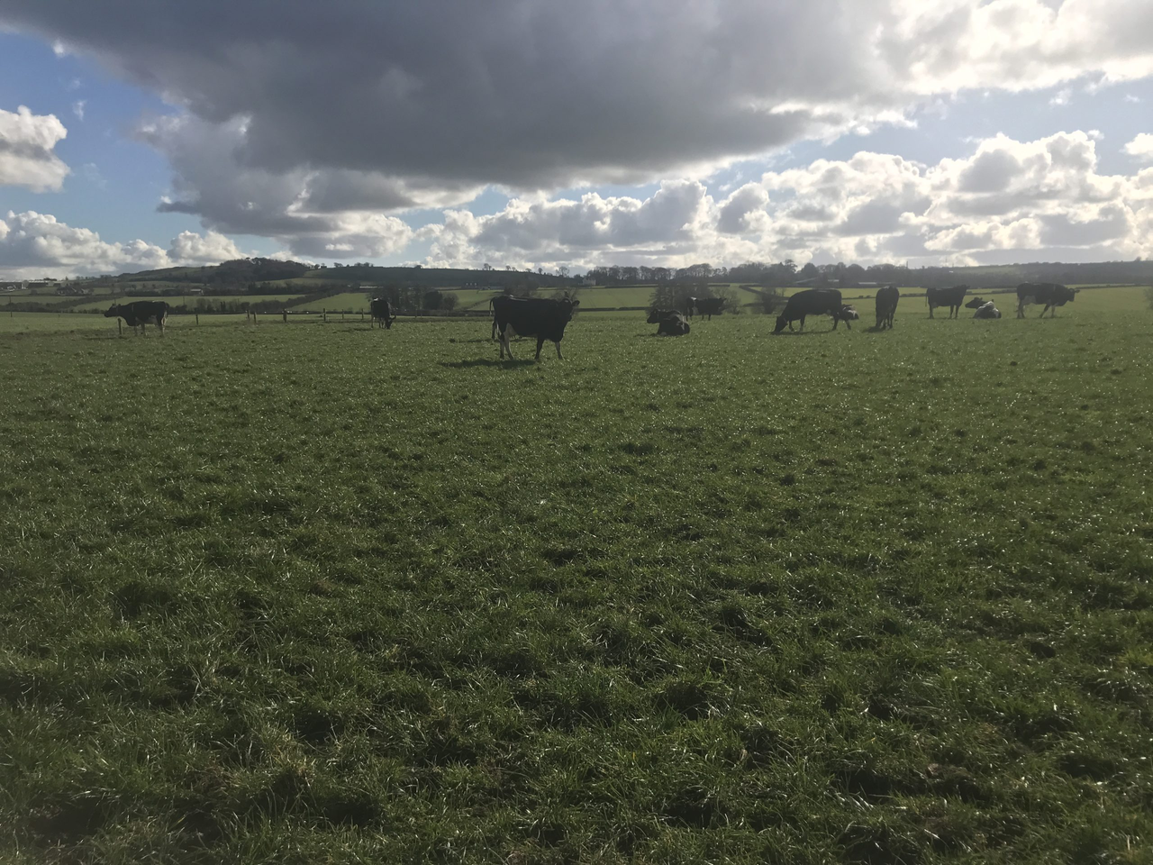Robotic milking farm in Louth to host genetics and breeding event