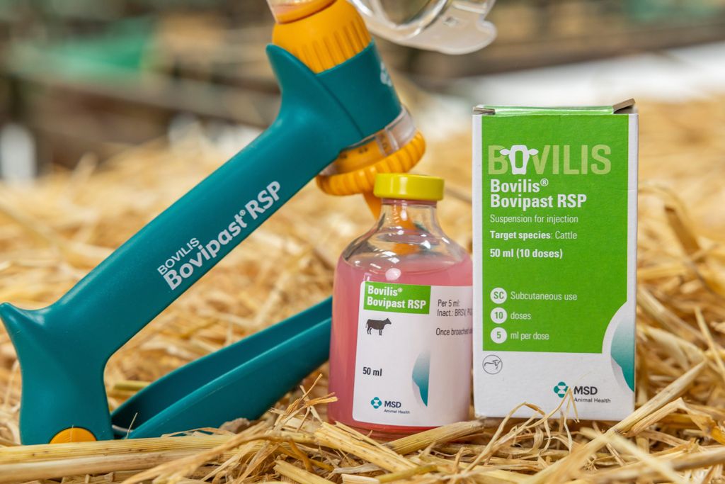 Reducing calf pneumonia with vaccination on a 900-cow dairy farm