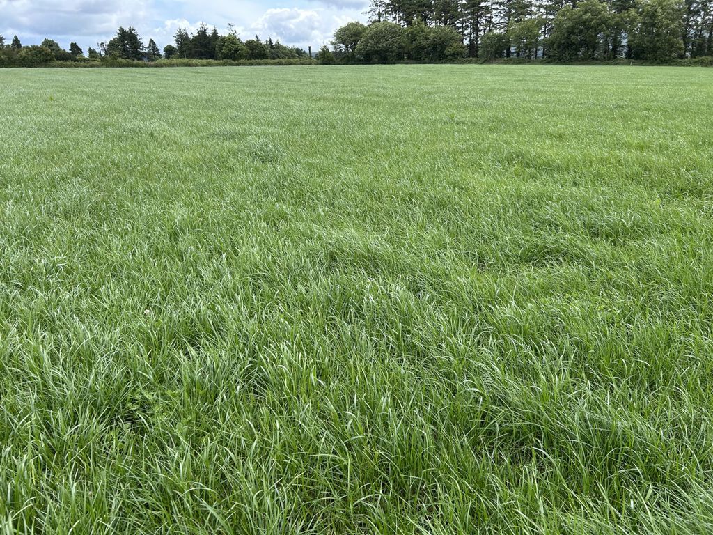 A paddock with a cover of about 1,500kg DM/ha that was cut for bales about 23 days ago