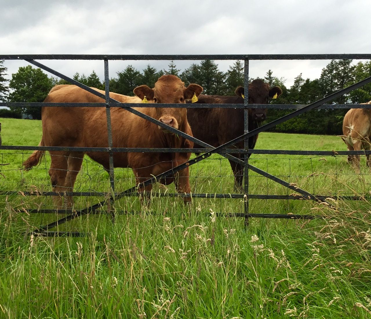Update: Post-mortem to be carried out on man who died in Longford farm accident