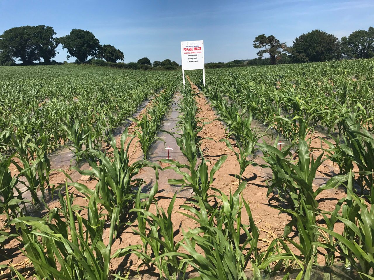 Maize list gets 'Spyci' as two new varieties added