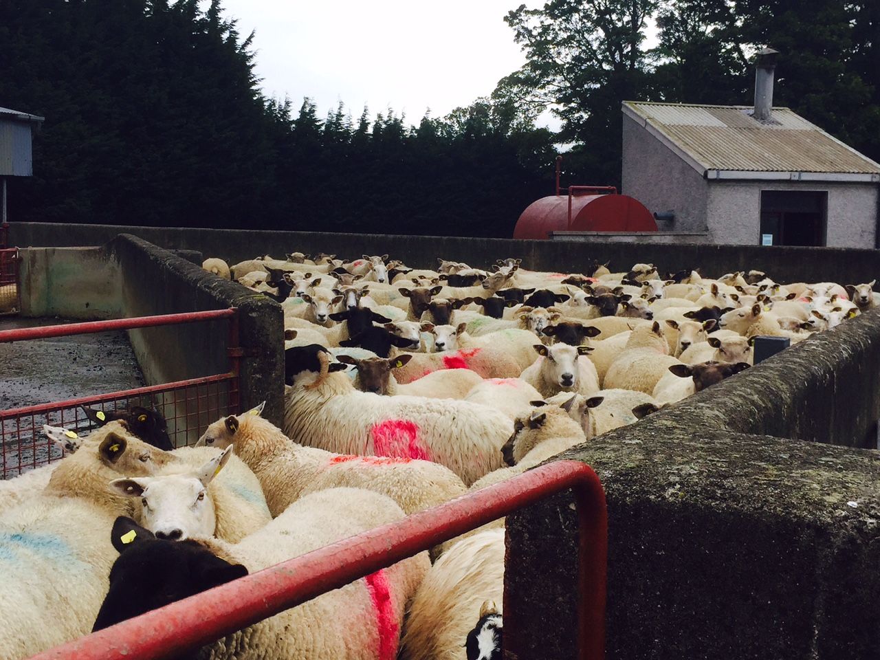 Department warns of high liver fluke risk after heavy rain fall