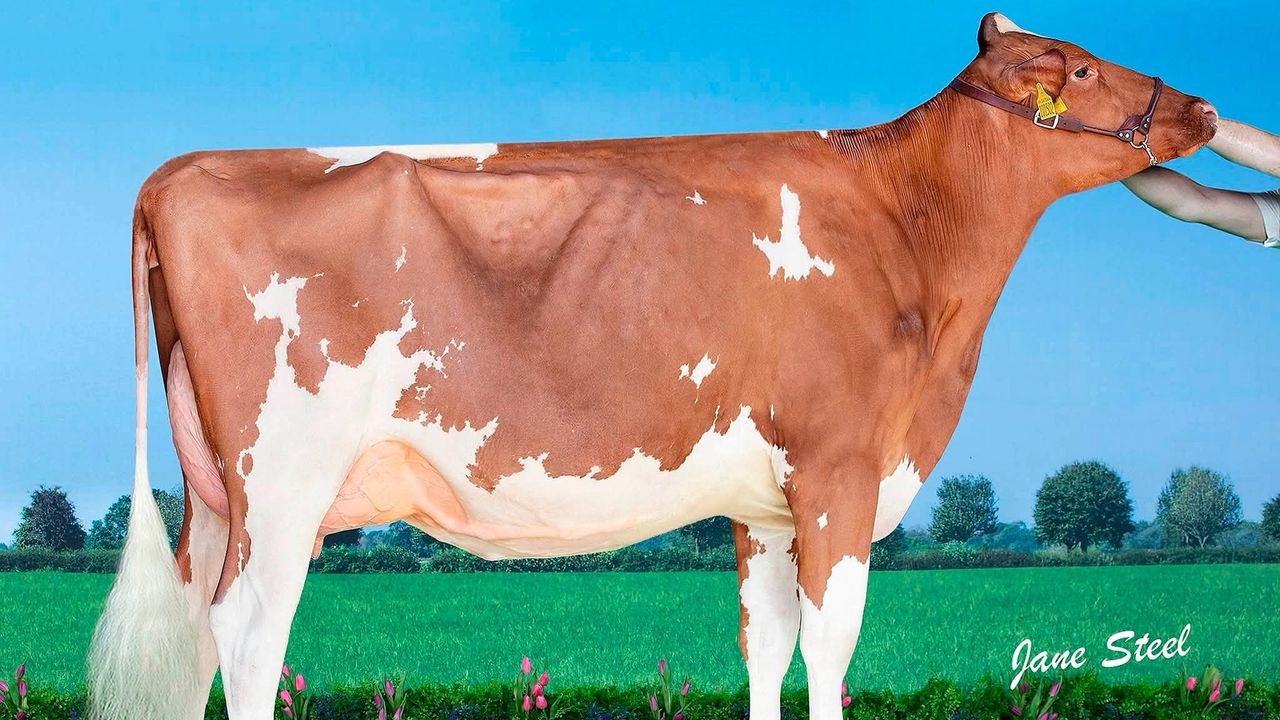 Drointon Ryder DB Seisme Red is the dam of Drointon Alpha Seisme Red, who made 5,000gns at the sale. Source: Harrison and Hetherington Ltd