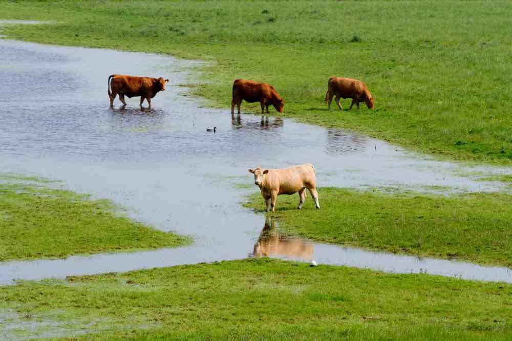Met Eireann rainfall warning: Up to 2 inches possible in next 24hrs