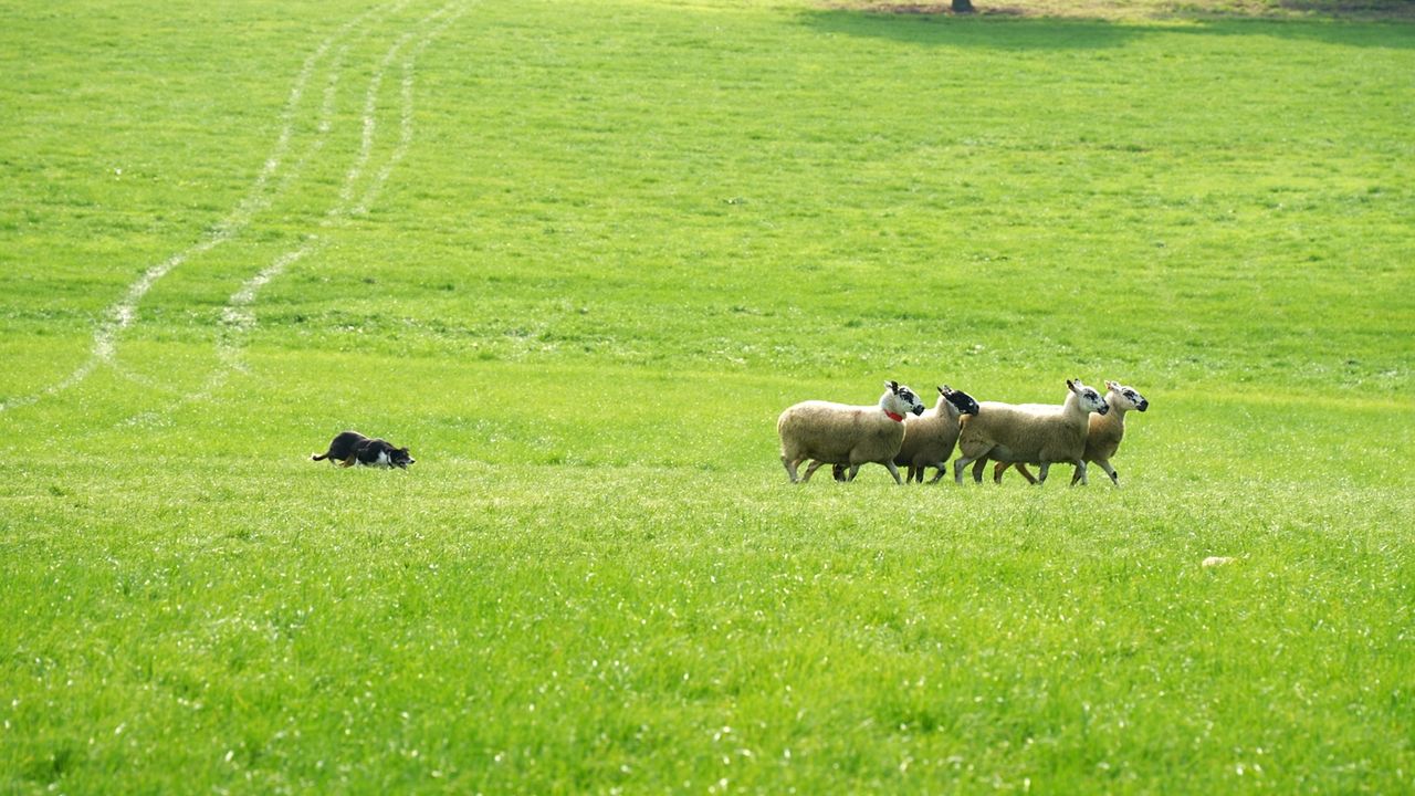 Watch: Irish sheepdogs get put through their paces in Tyrone