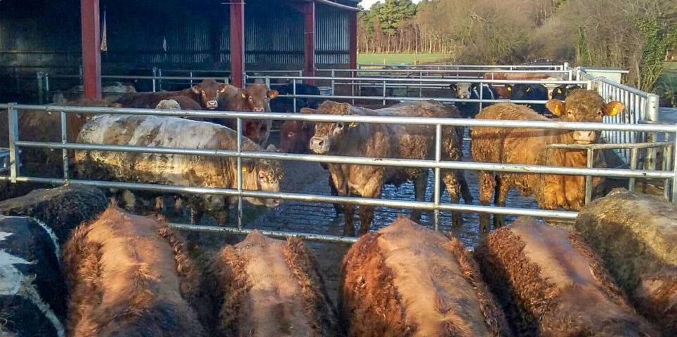 Getting to grips with lice and mange mites this housing period