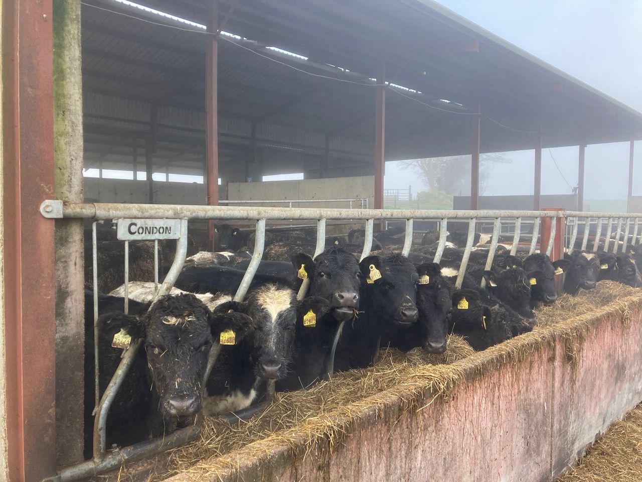 ABP Demo Farm: Cattle kill out results and weanling weights