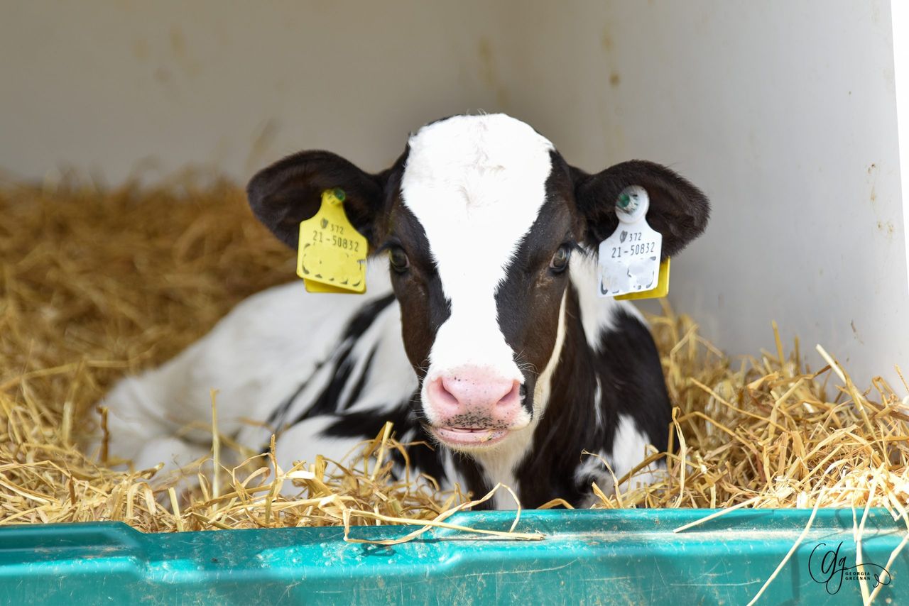IHFA Focus Farm Walks to highlight pedigree breeding success in Kildare, Cork