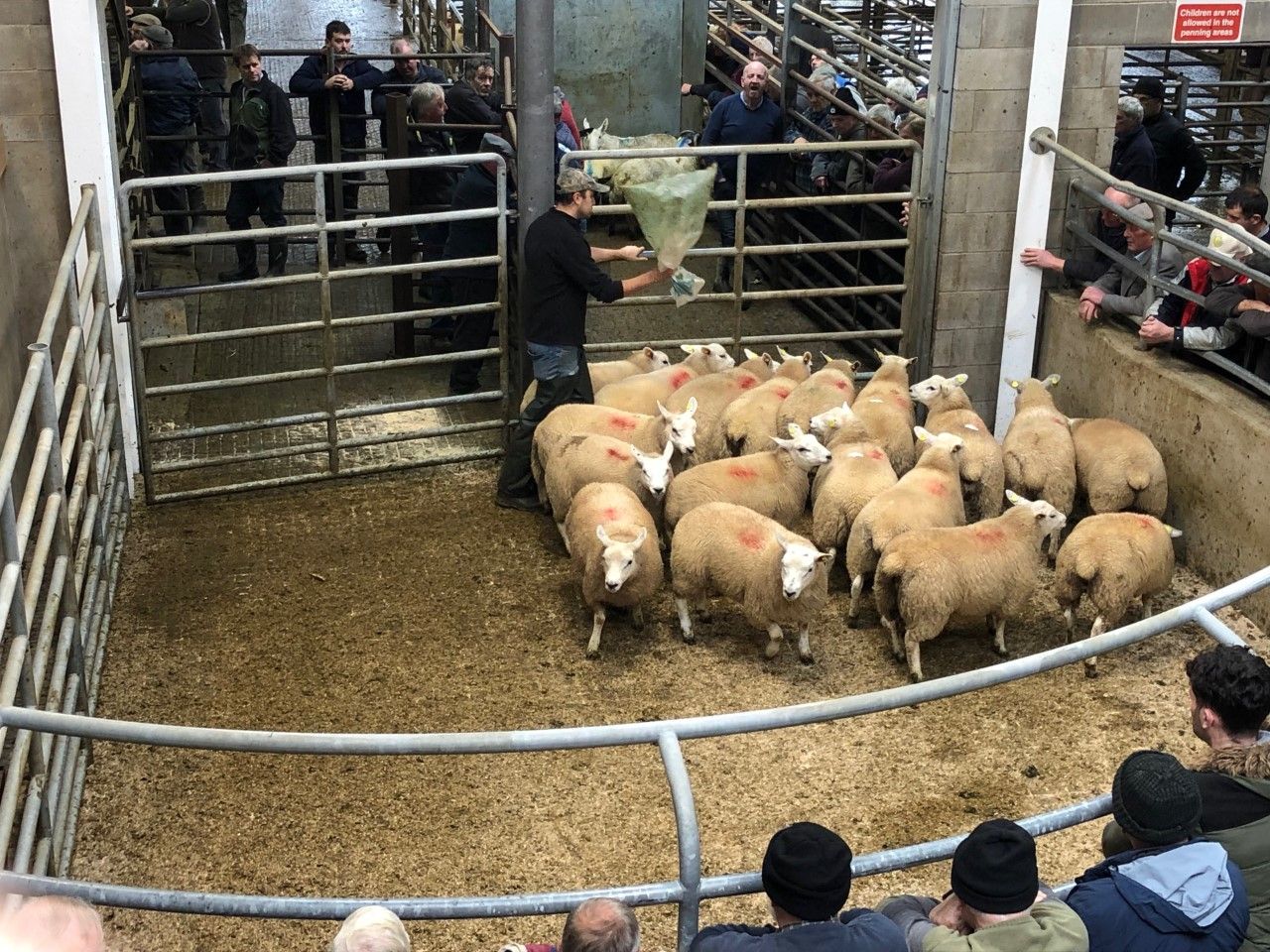 Sheep marts: Mart trade comes to life again, as prices rise €3.00-4.00/head for lambs