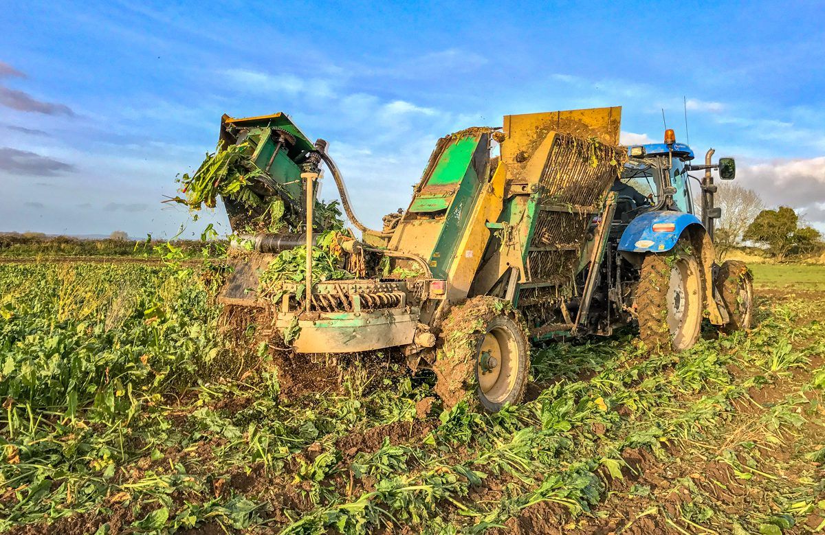 Forage focus: 'Savage' crops of beet pulled in Co. Kildare