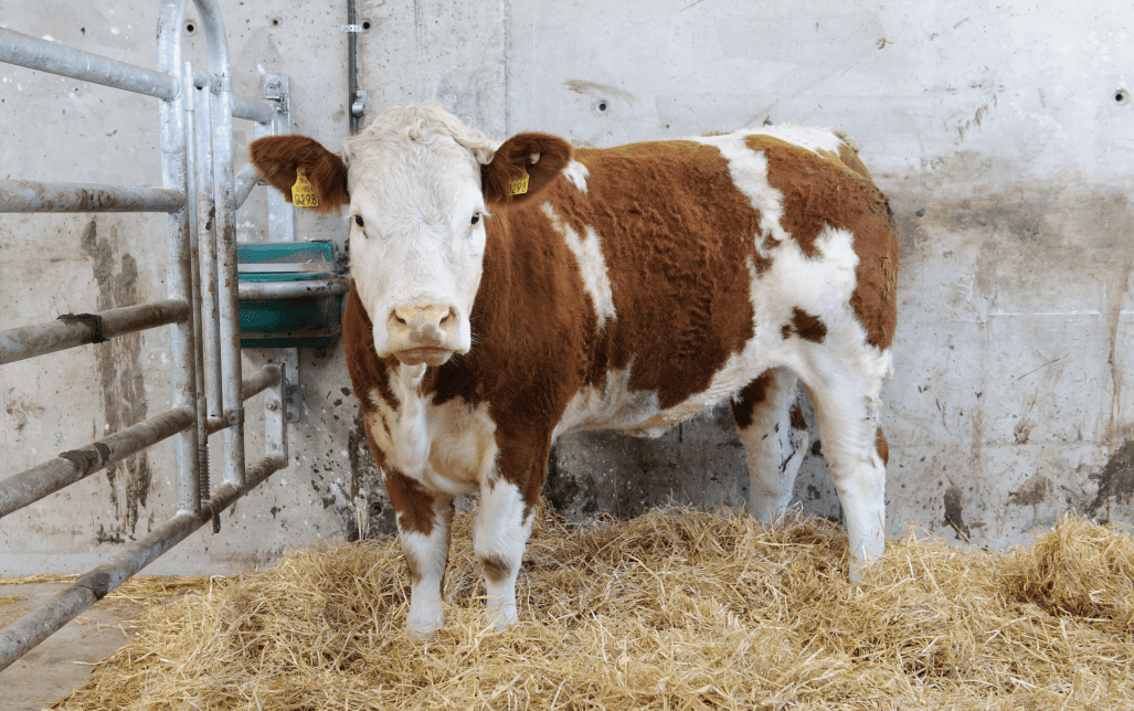 High-maternal heifers to go under the hammer at Ballybay Mart