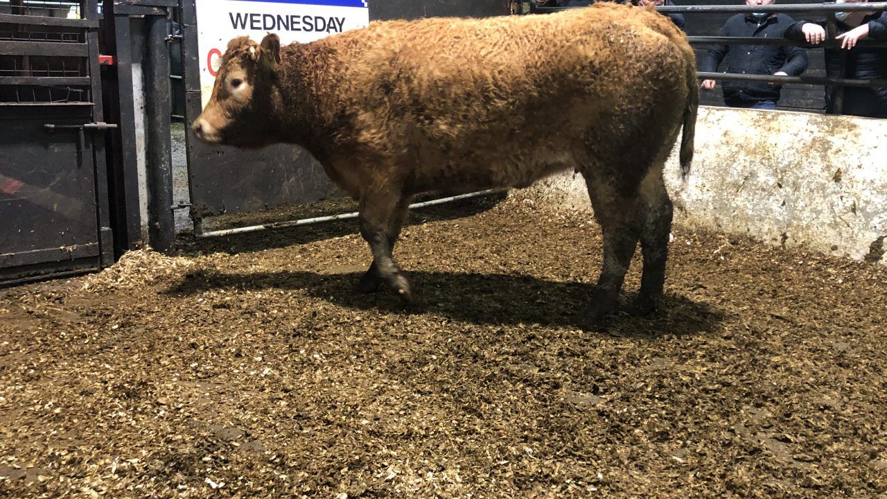 Heavy bullocks hit €3.16/kg at Balla Mart