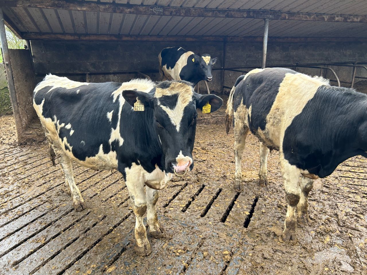 Are you using a stockbull this breeding season?