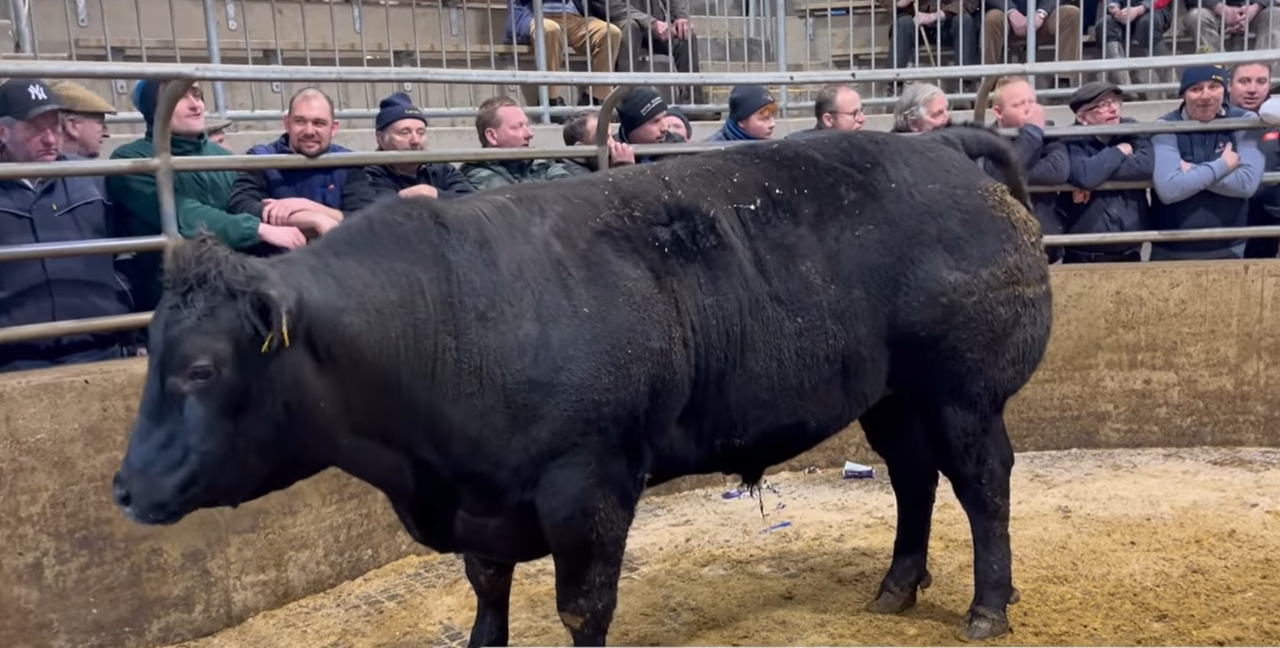 Carnew fatstock sale: 'Such a trade was never seen before'
