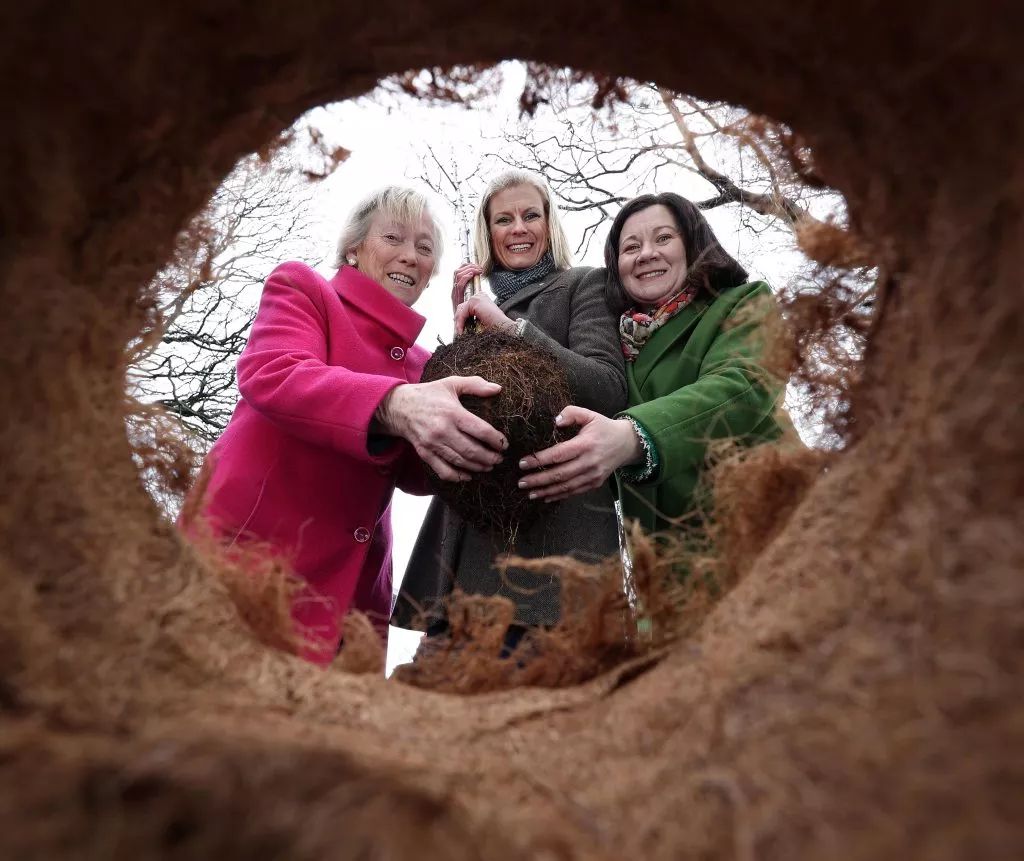 National Tree Week highlights environmental benefit of trees