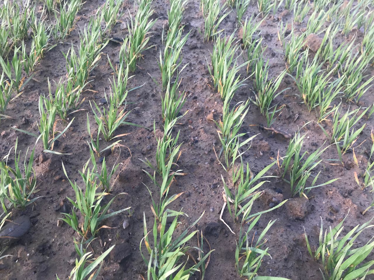 Trials: Strong autumn herbicide activity on volunteer oats
