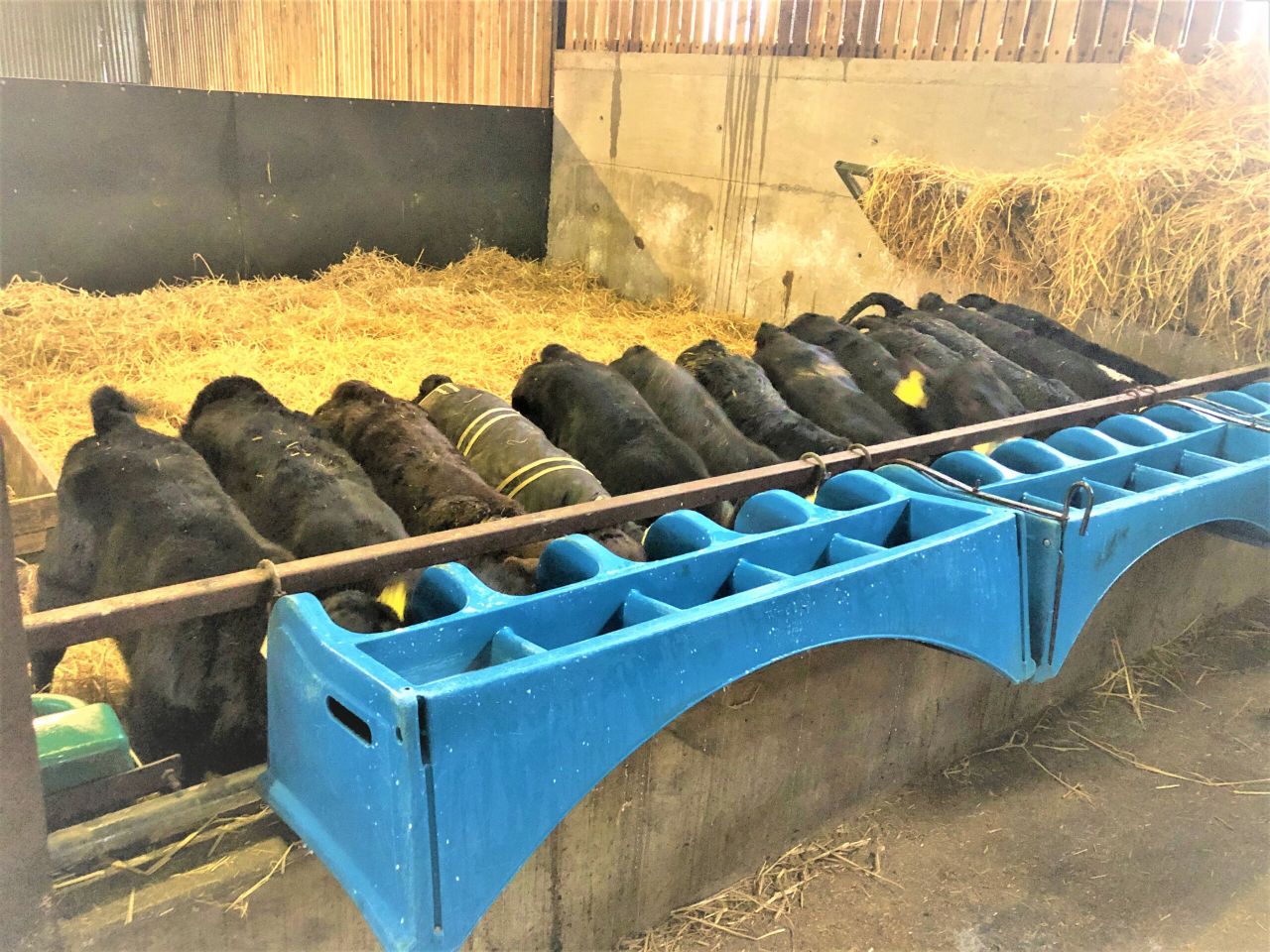 Farmers warned to be weary of cheap milk replacers