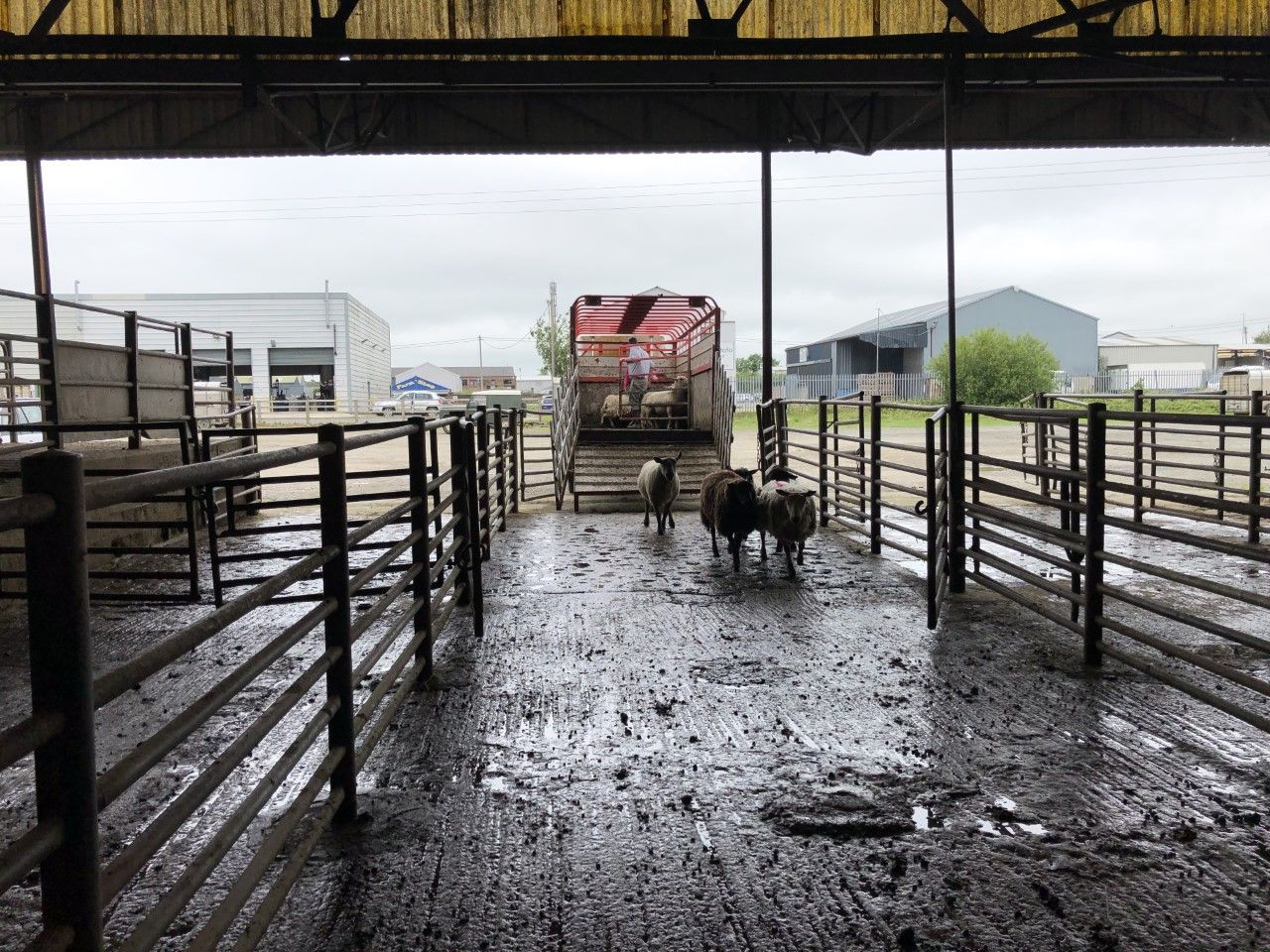 Sheep kill: Throughput fell by over 6,000 head last week
