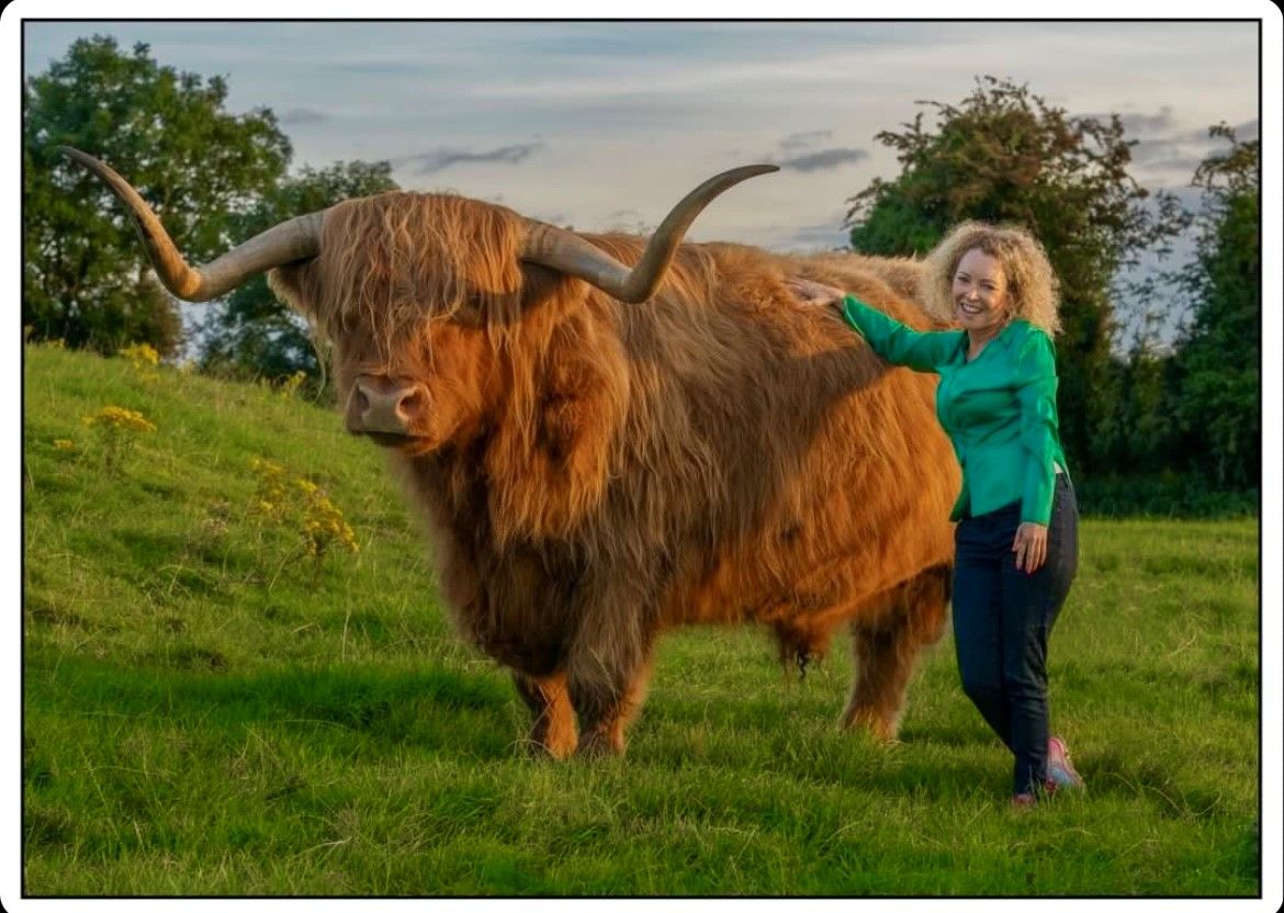 Show and sale of 'rare breed' cattle event set for Stranorlar
