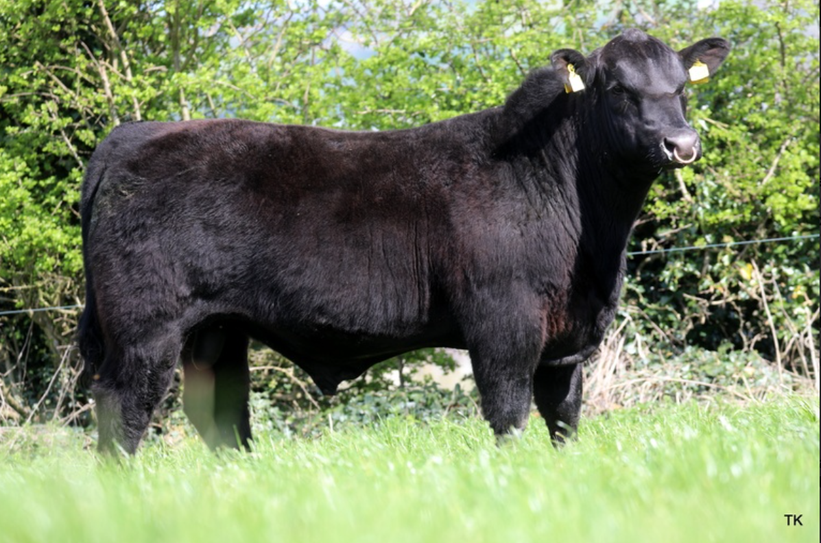 Lisduff Angus bull sale sees sale average price of €3,900