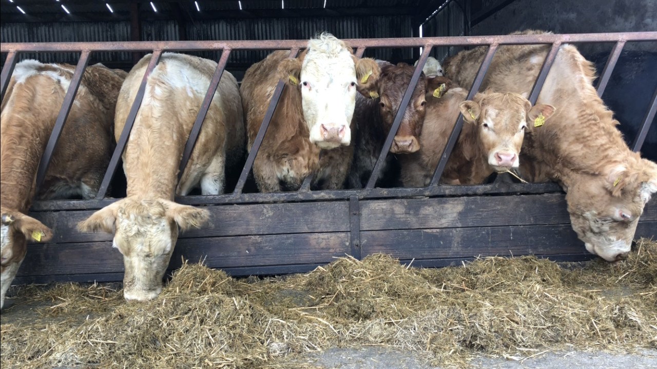 Pre-calver minerals for spring calving suckler herds