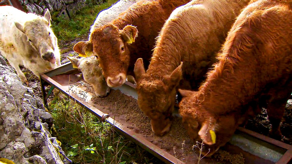 Farmers for Action labels farmgate prices 'a disgrace'