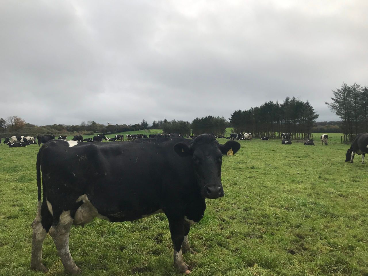 Monitoring cows BCS post-calving