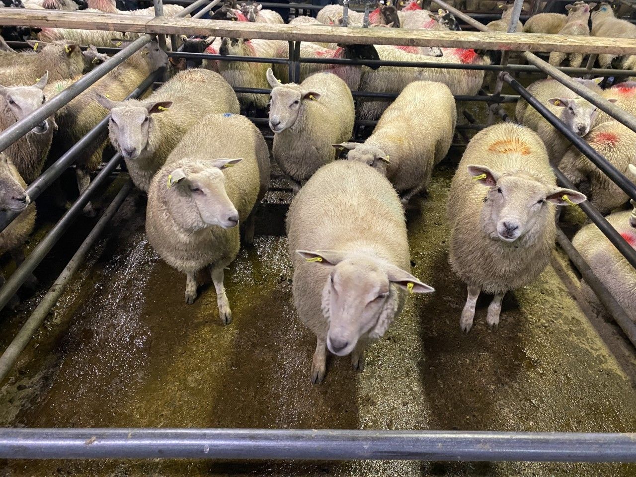 Sheep trade: Lamb prices increase 10c/kg