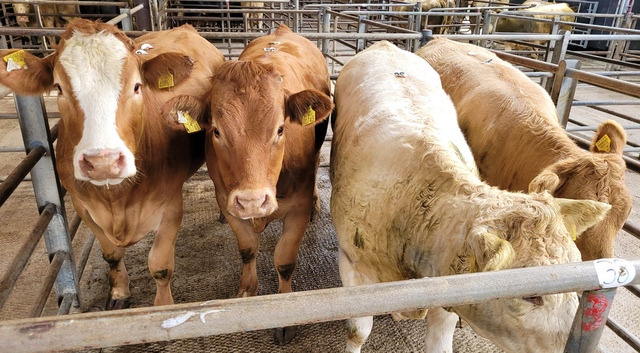 Heavy bullocks clear €3.12/kg at Headford Mart